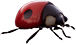 Grounded Ladybug