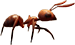 Grounded Worker Ant